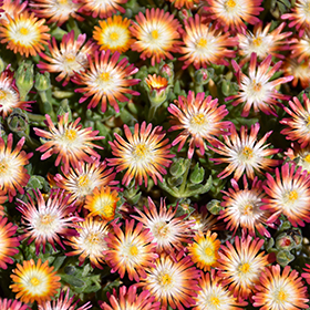 Plant Photo 5