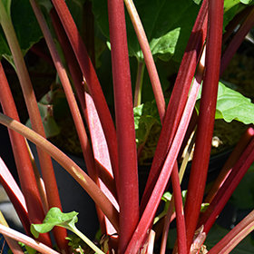 Plant Photo 8