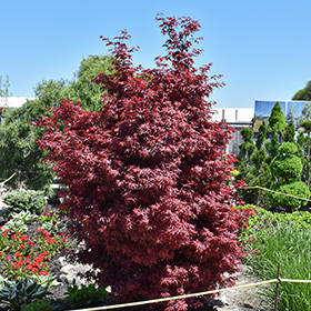 Plant Photo 10