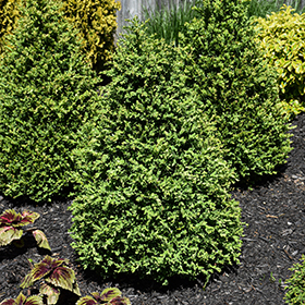 Plant Photo 4