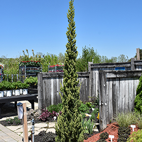 Plant Photo 10