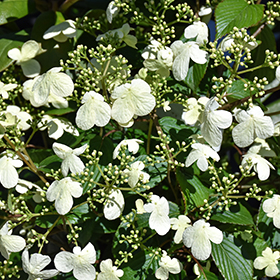 Plant Photo 9