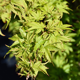Plant Photo 5