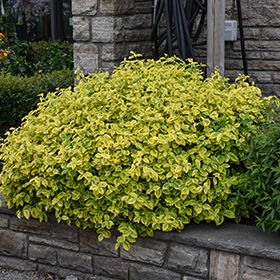 Plant Photo 4