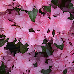 Plant Photo 1