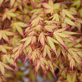 Plant Photo 4