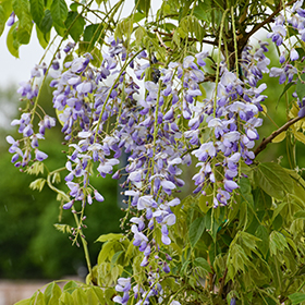 Plant Photo 2