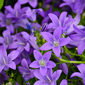Plant Photo 6