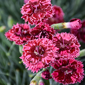 Plant Photo 6