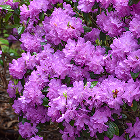 Plant Photo 5