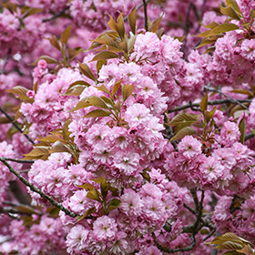 Plant Photo 4