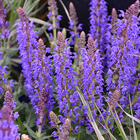 Plant Photo 4