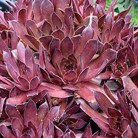 Plant Photo 3