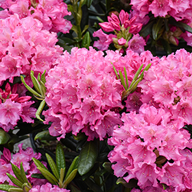 Plant Photo 9