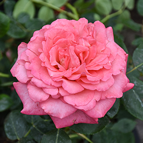 Plant Photo 2