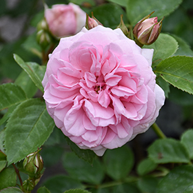 Plant Photo 10