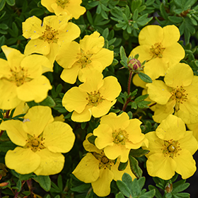 Plant Photo 7