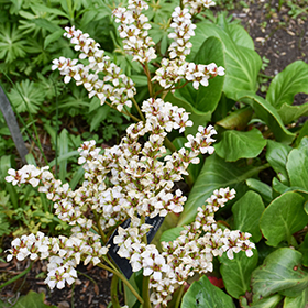 Plant Photo 1