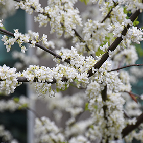 Plant Photo 7