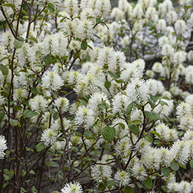 Plant Photo 10