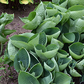 Plant Photo 9