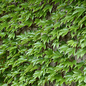 Plant Photo 10