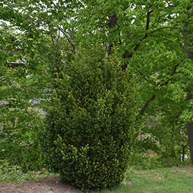 Plant Photo 2