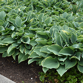 Plant Photo 7