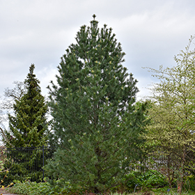 Plant Photo 3