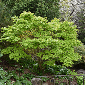 Plant Photo 5