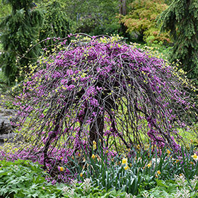Plant Photo 9