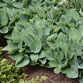 Plant Photo 9