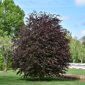 Plant Photo 3