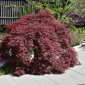Plant Photo 2