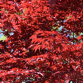 Plant Photo 5