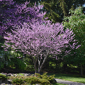 Plant Photo 5