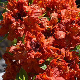 Plant Photo 8
