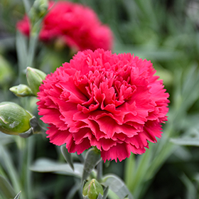 Plant Photo 10