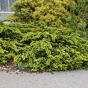 Plant Photo 8
