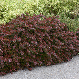 Plant Photo 4