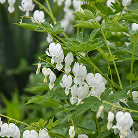 Plant Photo 4