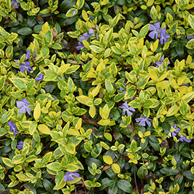 Plant Photo 1