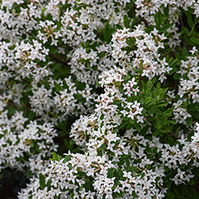 Plant Photo 8