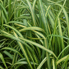 Plant Photo 2