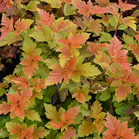 Savannah Sunset Ninebark (Physocarpus opulifolius 'LP1') in