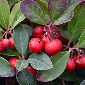 Plant Photo 10