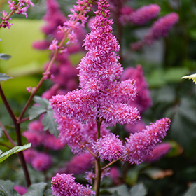 Plant Photo 10