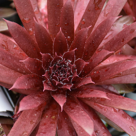 Plant Photo 8