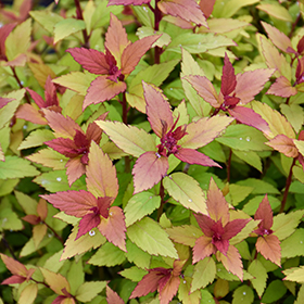 Plant Photo 10