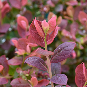 Plant Photo 3